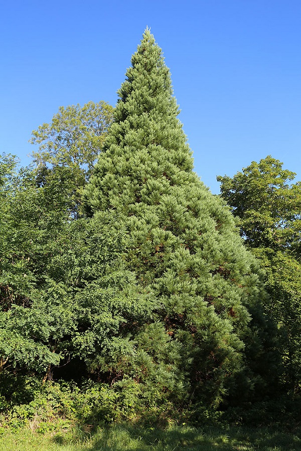 Séquoia géant à Montry