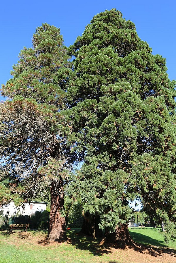 Séquoia géant à Montry