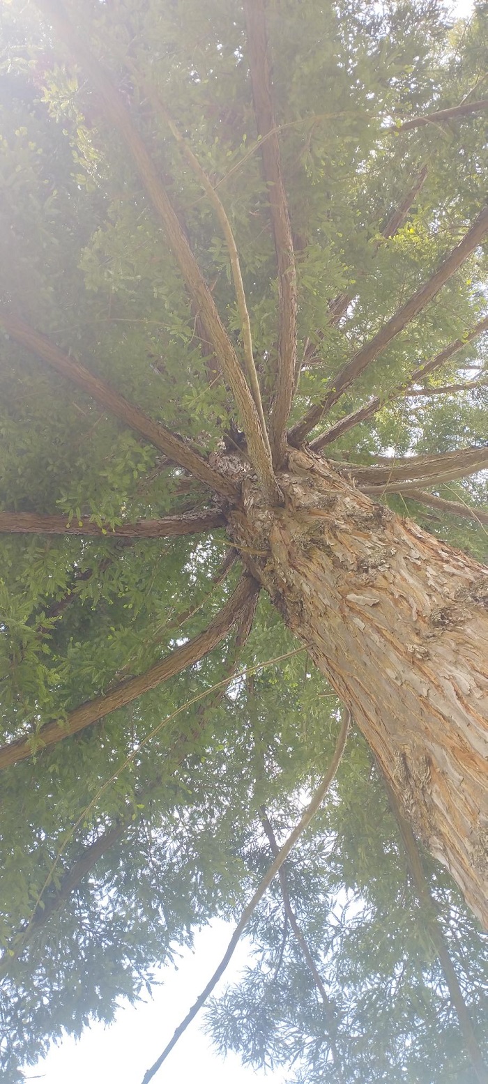 Séquoia sempervirens