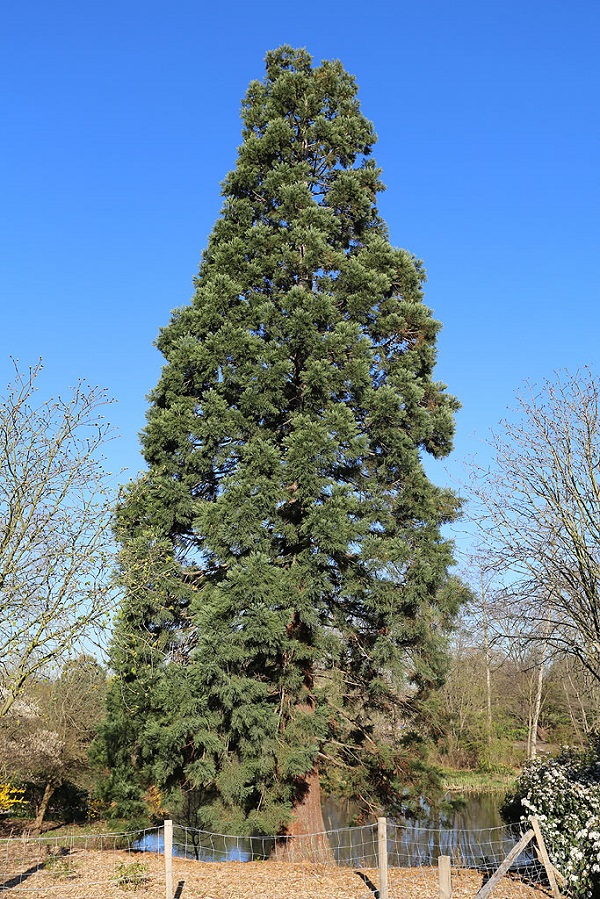 Séquoia géant à Nanterre