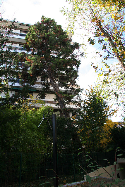 Séquoia géant à  Neuilly-sur-Seine