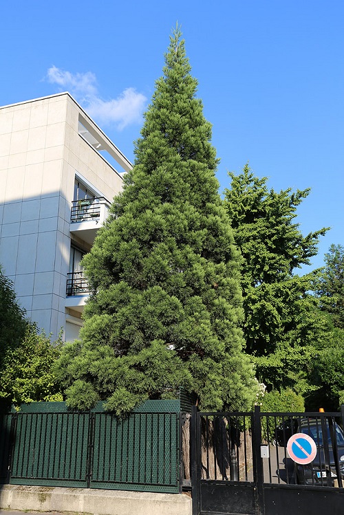 Séquoia géant à Neuilly surSeine