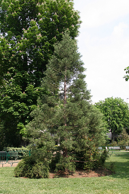 Séquoia géant à Neuilly sur Seine