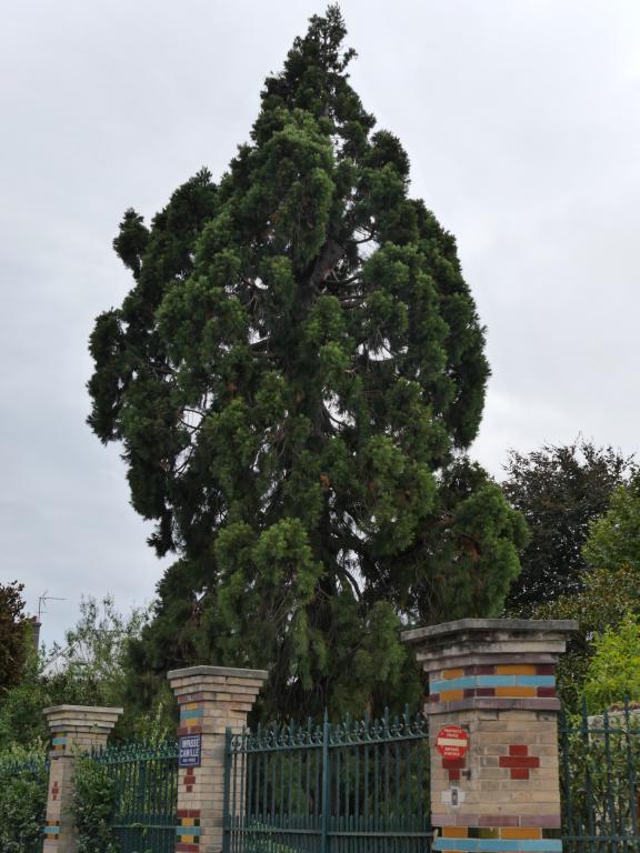 Séquoia géant à Nogent-sur-Marne