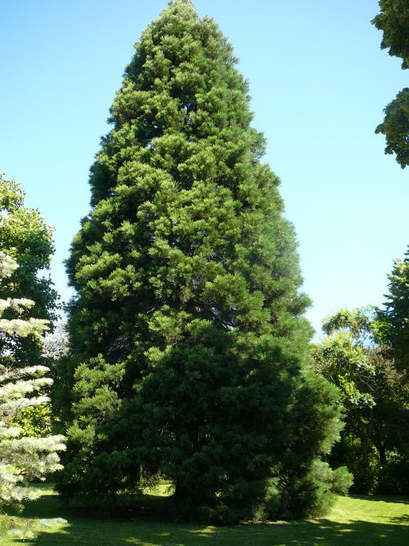Séquoia géant à Paris