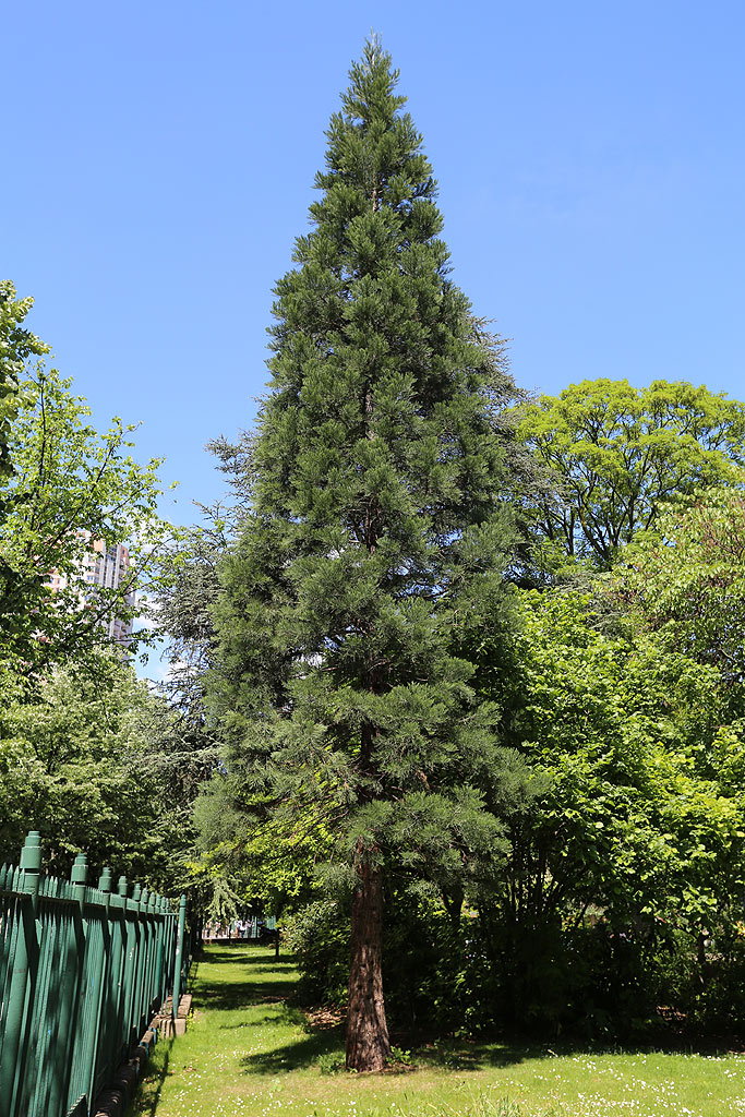 Séquoia géant parc de Choisy