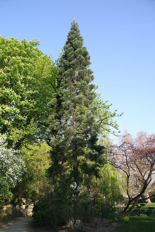 Séquoia géant square des Batignolles