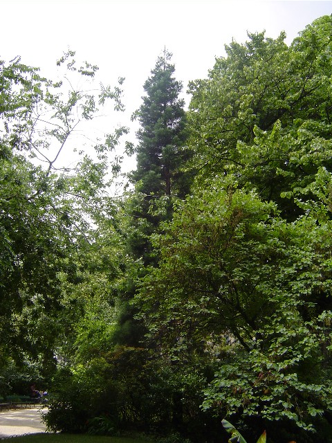 Séquoia géant dans le 17eme