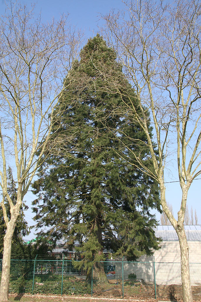 Séquoia géant de la jardinerie Truffaut