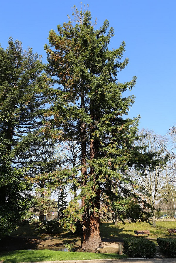 Sequoiadendron giganteum ©Stéphane Sudre