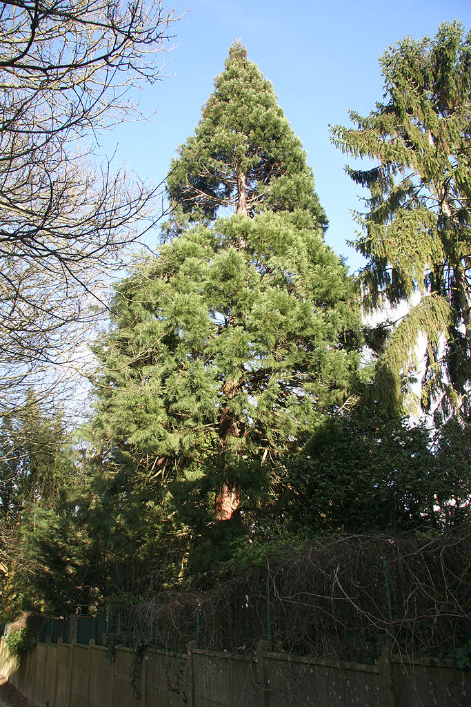 Séquoia géant à Pontoise