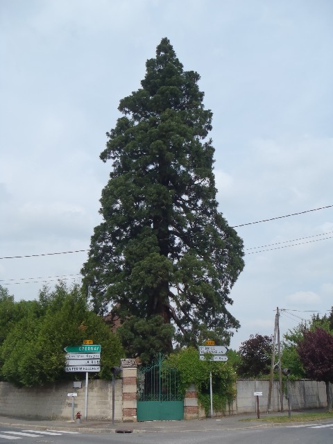 Séquoia géant à Provins