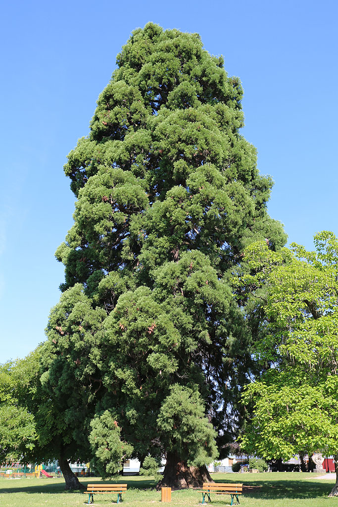 Séquoia géant à Quincy-Voisins