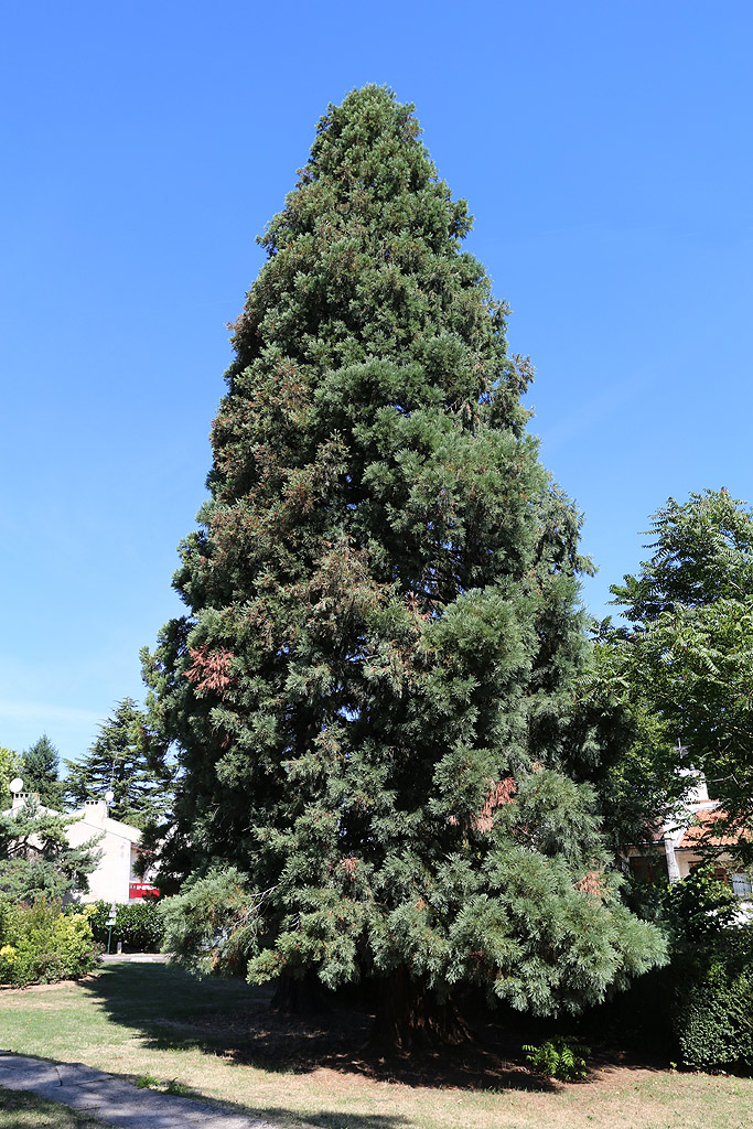 Séquoia géant à Ris Orangis