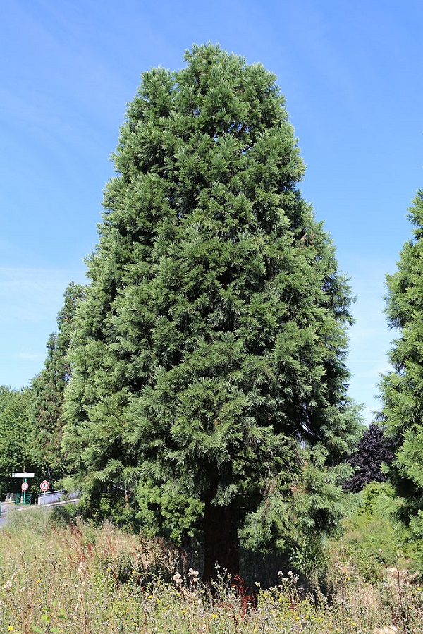 Séquoia géant à Ris-Orangis