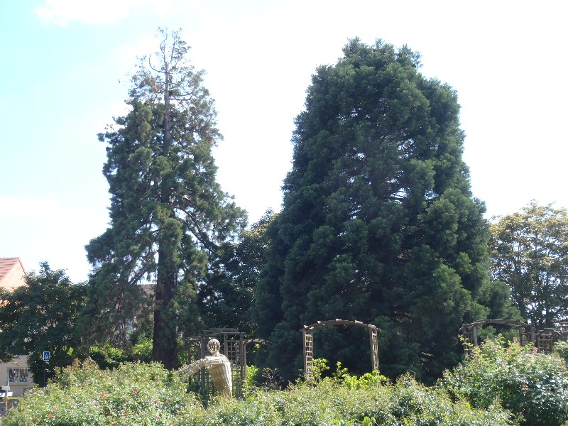 Séquoias géants à Roissy en Brie