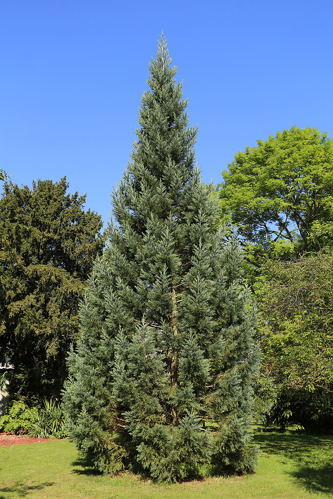 Séquoia géant à Roissy-en-Brie