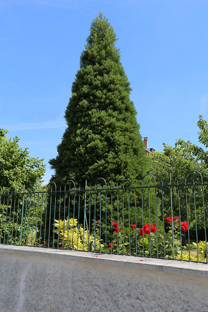 Séquoia géant à Rosay-en-Brie