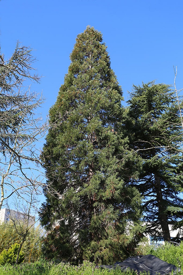 Séquoia géant Rueil-Malmaison