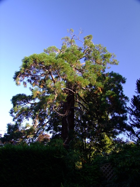 Séquoia géant à Saint Vrain