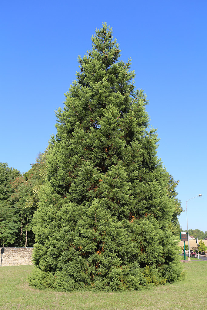 Séquoia géant à Santeny