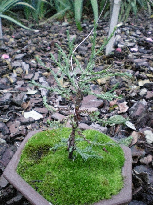 Bébé séquoia géant en bonsaï