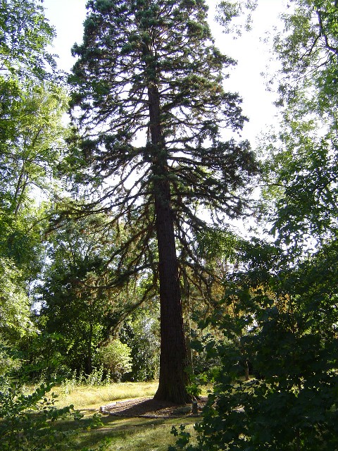 Séquoia géant Domaine de la Grange