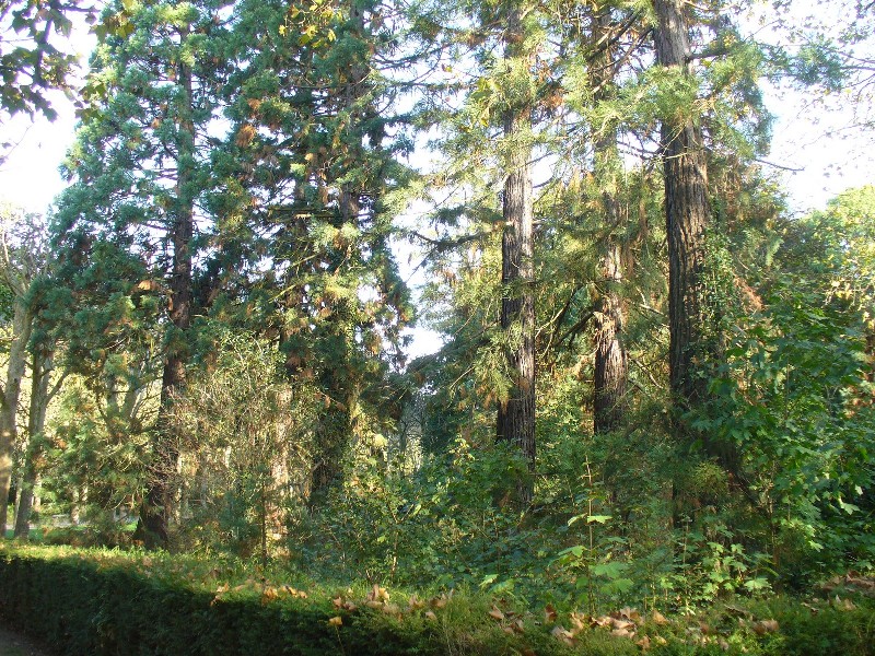 Séquoias géants dans le parc de Sceaux