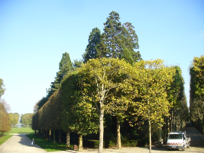 Séquoias géants à Sceaux