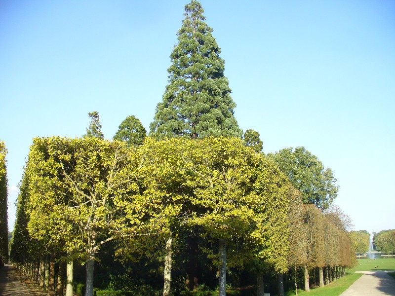 Séquoias géants au parc de Sceaux
