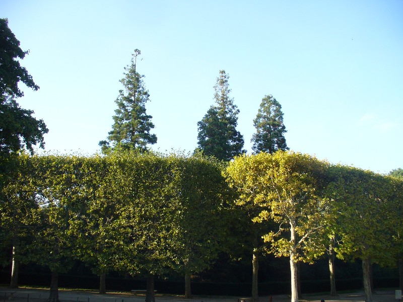 Séquoias géants à coté du pavillon de Hanovre