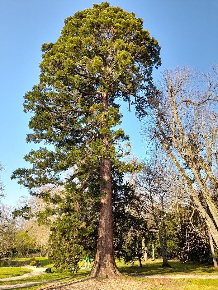Séquoia géant à Seine Port