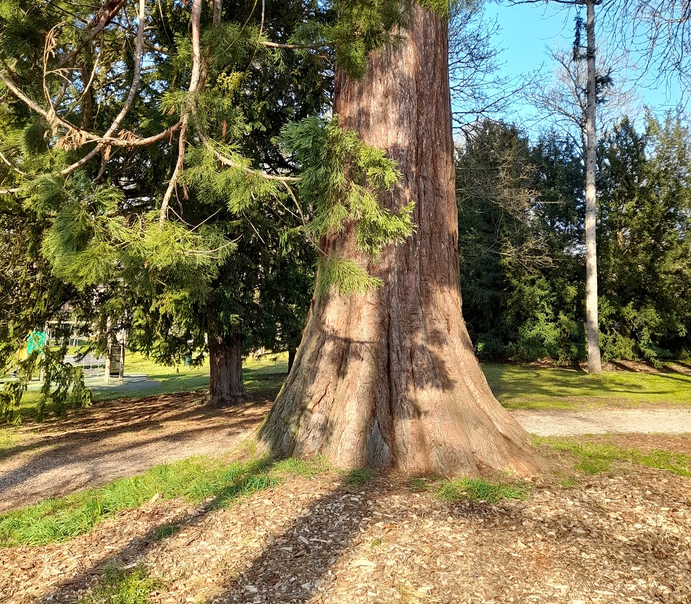 Séquoia géant à Seine Port Parc de la Baronnie