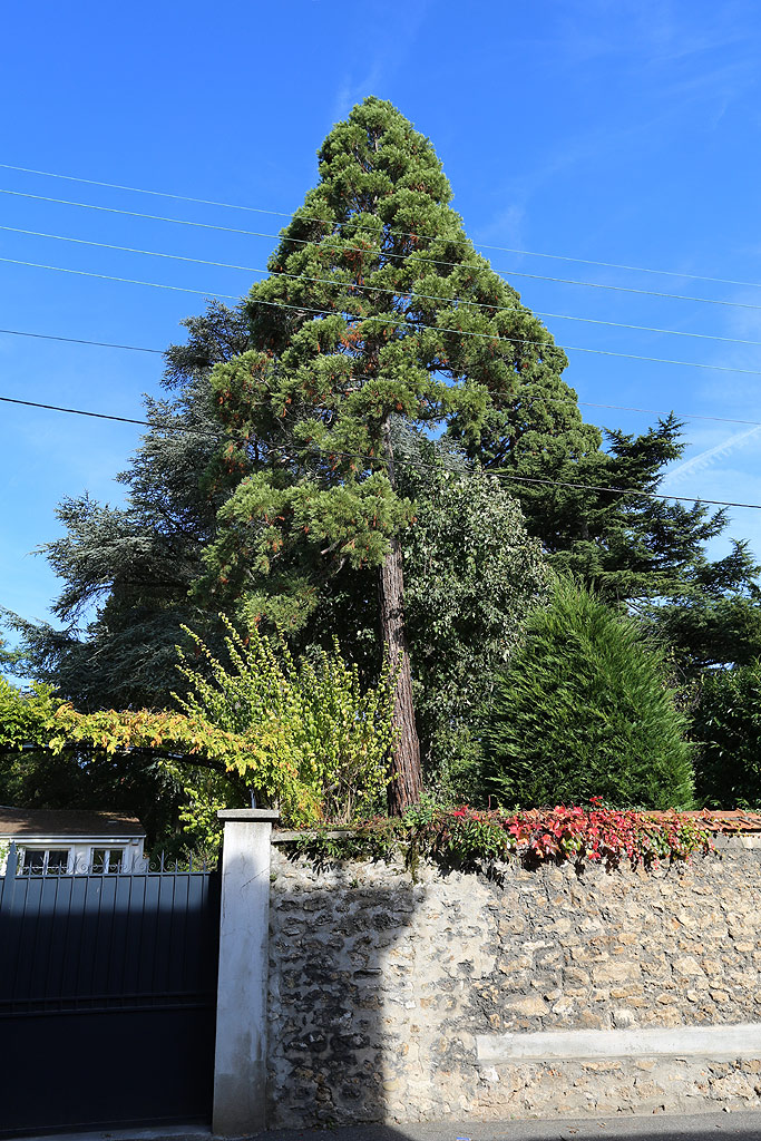 Séquoia géant à Soisy sur Seine
