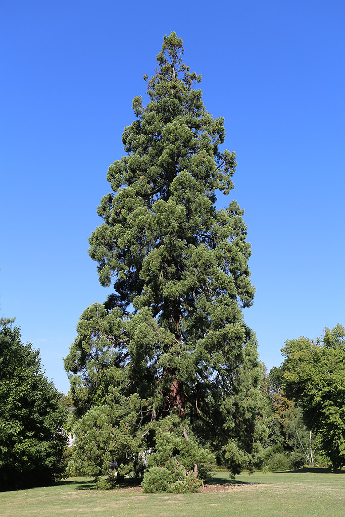 Séquoia géant dans le parc du Grand Veneur à Soisy sur Seine