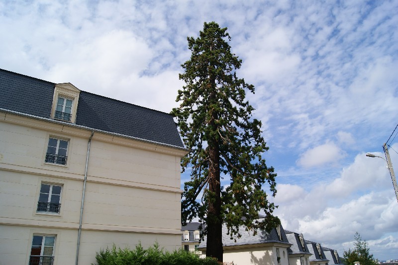 Séquoia géant à St Cyr l'école rue Mansart