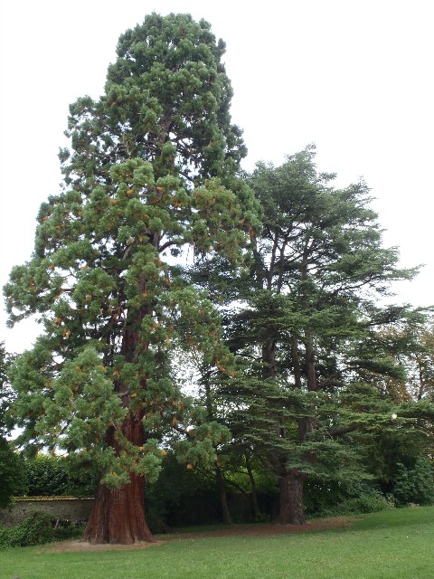 Séquoia géant à St Fargeau Ponthierry