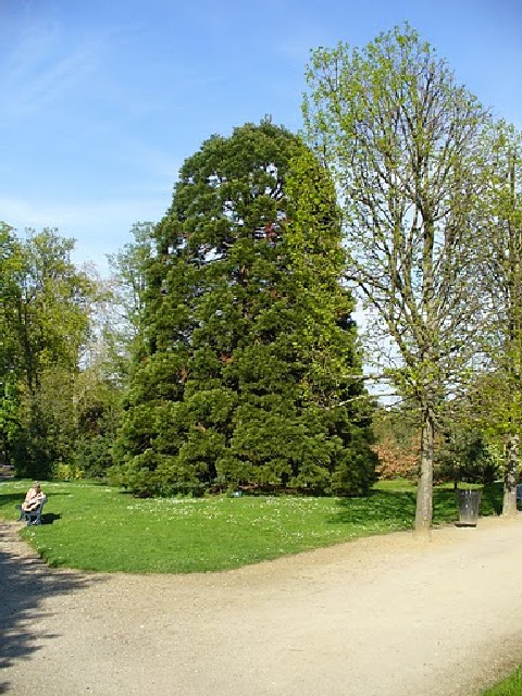 Séquoia géant dans le parc du Ch^teau de St Germain en Laye