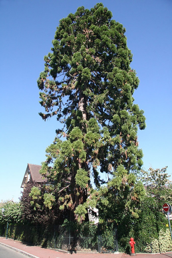 Séquoia géant à St Gratien