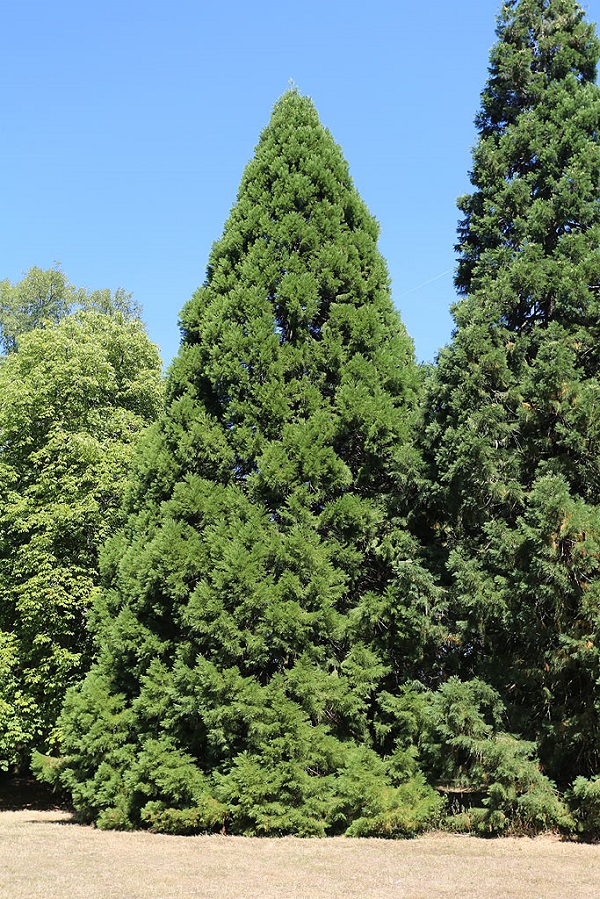 Séquoias géants à St Jean de Beauregard