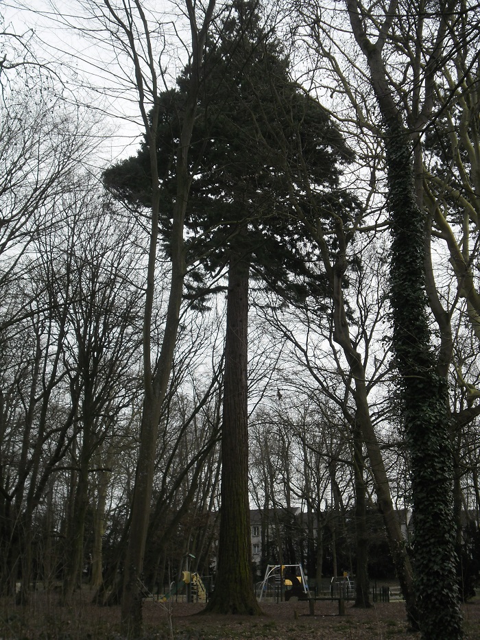 Séquoia géant à St Michel sur Orge