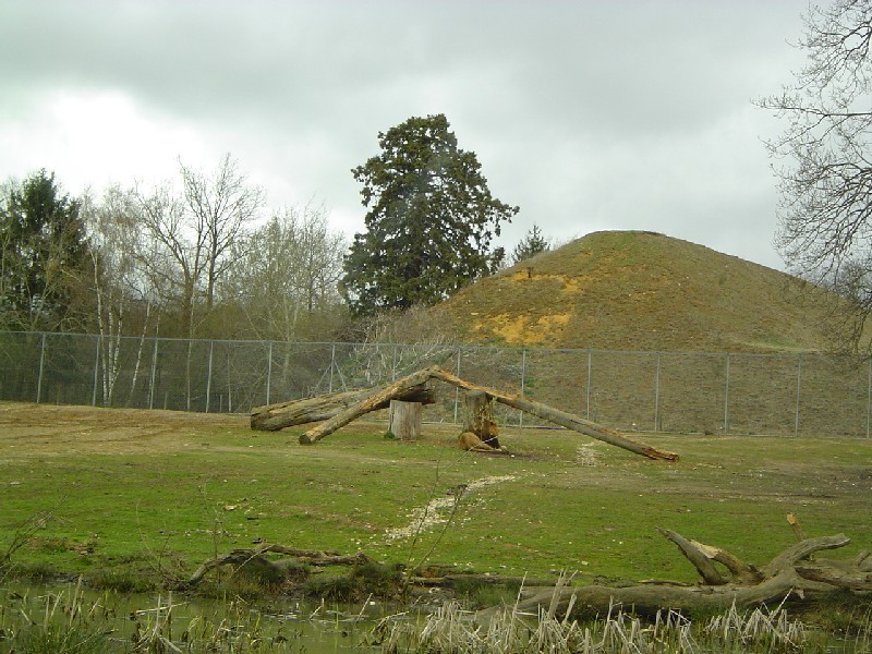 Séquoia géant derrière le parc des lions