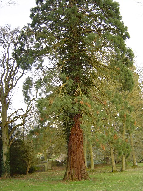 Séquoia géant au zoo de Thoiry