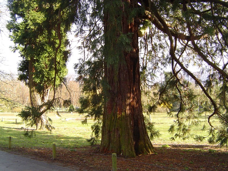 Séquoia géant à Thoiry