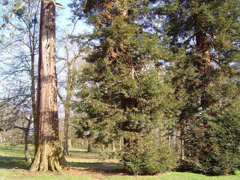 Séquoia géant et séquoias sempervirens