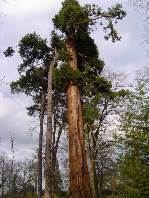 Séquoia géant dans le parc de Thoiry