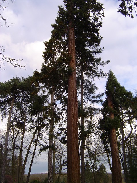 Duo de séquoias géants à Thoiry
