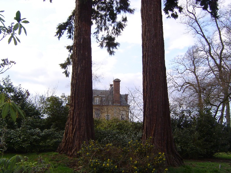 Séquoias géants à coté du Château de Thoiry