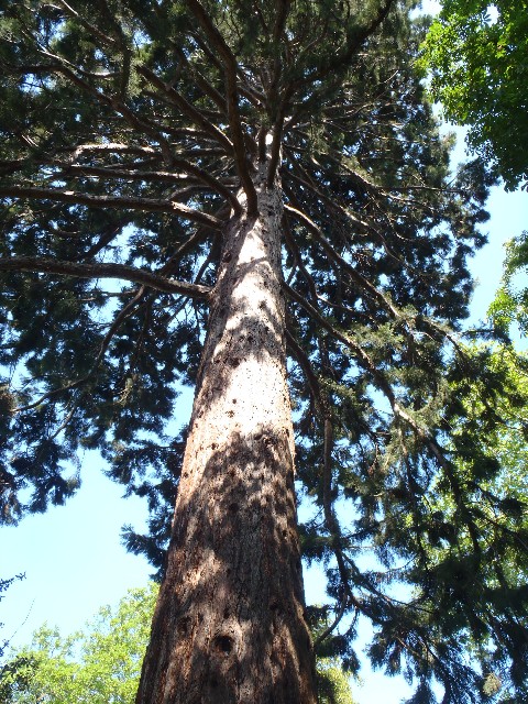 Séquoia géant à Torcy