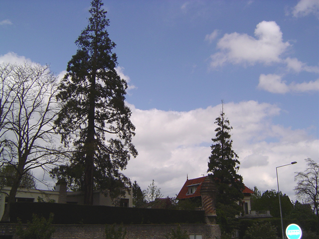 Séquoia géant à Vaucresson